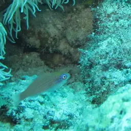 Eightline Flasher Wrasse