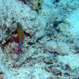 Eightline Flasher Wrasse, photo 3