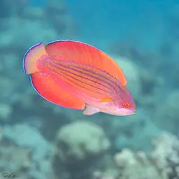 Eightline Flasher Wrasse, photo 4