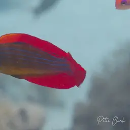 Eightline Flasher Wrasse, photo 5