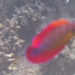 Eightline Flasher Wrasse, photo 6