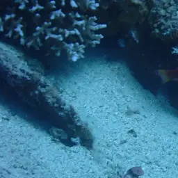 Eightline Flasher Wrasse, photo 7