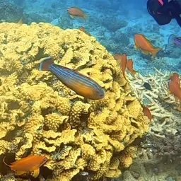 Eightline Flasher Wrasse, photo 8