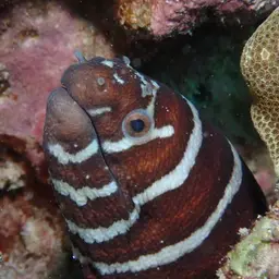 Zebra Moray, photo 1