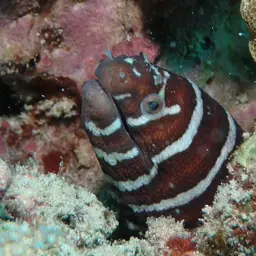 Zebra Moray, photo 2