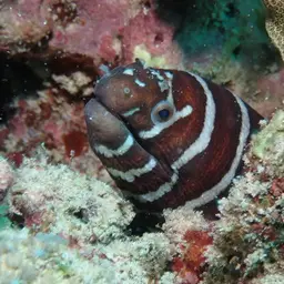 Zebra Moray, photo 3