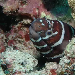 Zebra Moray, photo 4