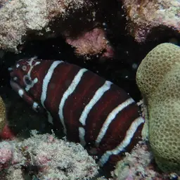 Zebra Moray, photo 5