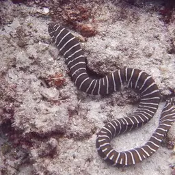 Zebra Moray, photo 6