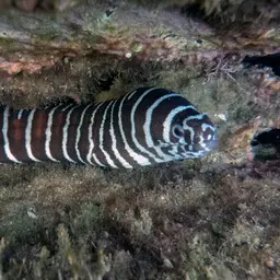 Zebra Moray, photo 7