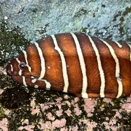 Zebra Moray, photo 8