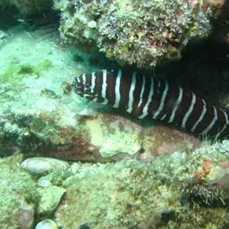 Zebra Moray, photo 9