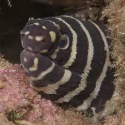 Zebra Moray, photo 10