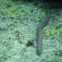 Zebra Moray, photo 11