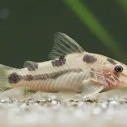 Reynoldsi Cory