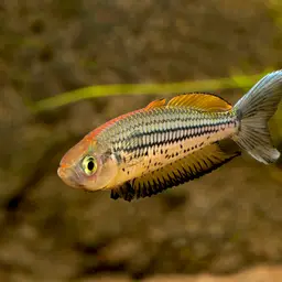 Ornate rainbowfish