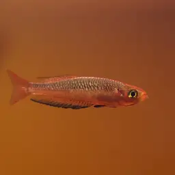 Ornate rainbowfish, photo 2