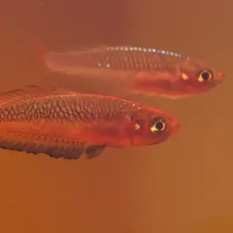 Ornate rainbowfish, photo 3