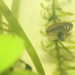 Ornate rainbowfish, photo 5
