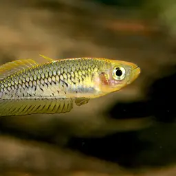 Ornate rainbowfish, photo 6