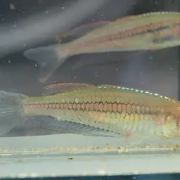 Ornate rainbowfish, photo 7