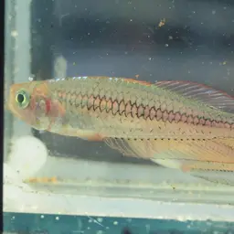 Ornate rainbowfish, photo 8