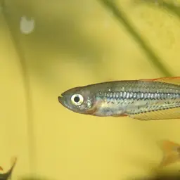 Ornate rainbowfish, photo 9