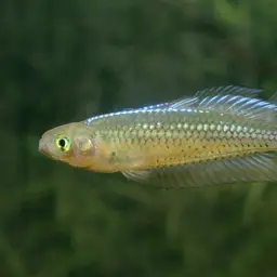 Ornate rainbowfish, photo 10