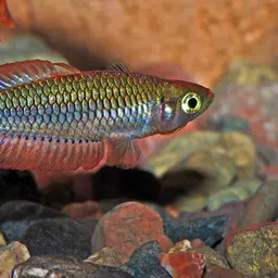 Ornate rainbowfish, photo 11