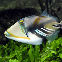 Picasso Triggerfish, photo 1