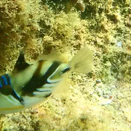 Picasso Triggerfish, photo 2