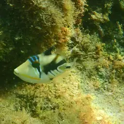Picasso Triggerfish, photo 3