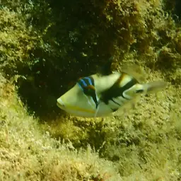 Picasso Triggerfish, photo 4