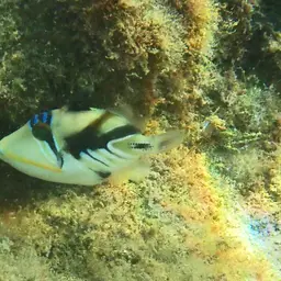 Picasso Triggerfish, photo 5