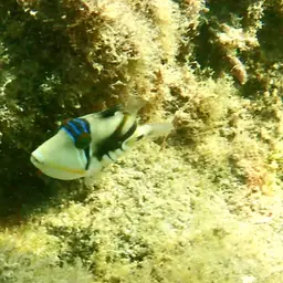 Picasso Triggerfish, photo 6