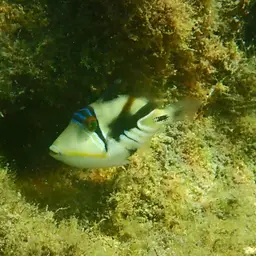 Picasso Triggerfish, photo 7
