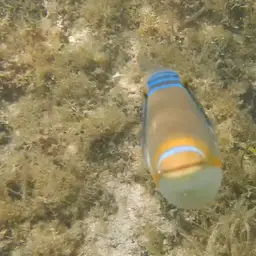 Picasso Triggerfish, photo 8