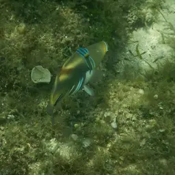 Picasso Triggerfish, photo 9
