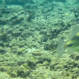 Picasso Triggerfish, photo 10