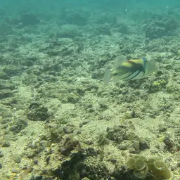 Picasso Triggerfish, photo 11