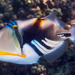 Picasso Triggerfish, photo 12
