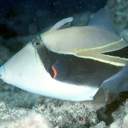 Black-banded Triggerfish, photo 1