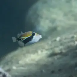 Black-banded Triggerfish, photo 3