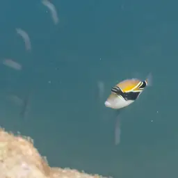 Black-banded Triggerfish, photo 4