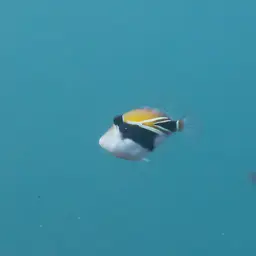 Black-banded Triggerfish, photo 5