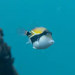 Black-banded Triggerfish, photo 6