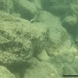 Black-banded Triggerfish, photo 7