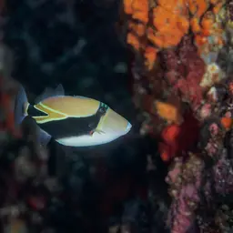 Black-banded Triggerfish, photo 8