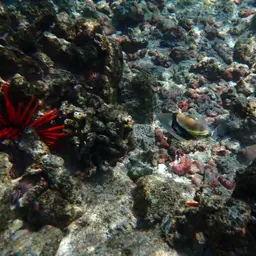 Black-banded Triggerfish, photo 9