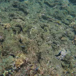 Black-banded Triggerfish, photo 10